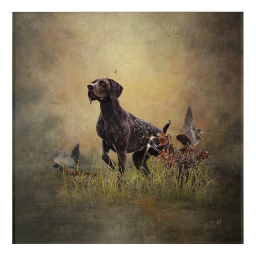 German Shorthaired Pointer   Acrylic Print