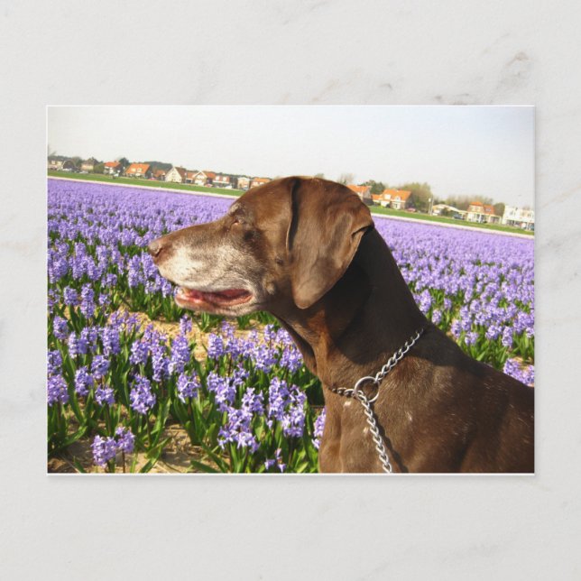 German shorthaired pointer and flowers postcard (Front)
