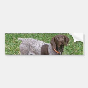 German Shorthaired Pointer Bumper Stickers