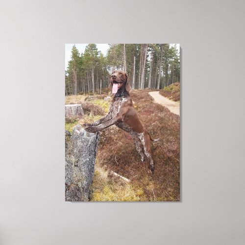 German shorthaired pointer canvas print