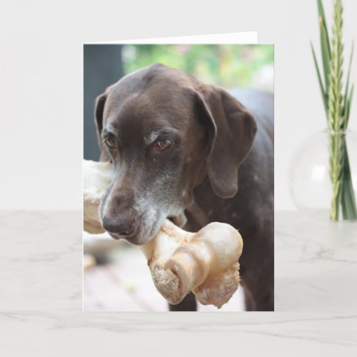 german shorthaired pointer card