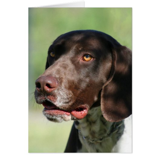 German Shorthaired Pointer Cards (Front)