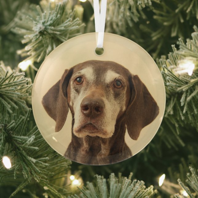 German shorthaired pointer christmas  glass ornament (Insitu)