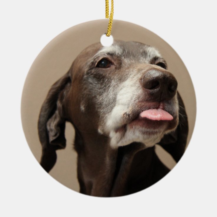 German Shorthaired Pointer Christmas Ornament Zazzle 6711