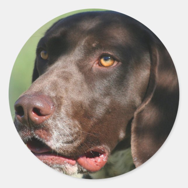 German Shorthaired Pointer Classic Round Sticker (Front)