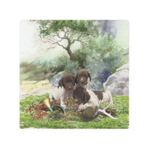 German Shorthaired Pointer cute  puppies   Metal Print