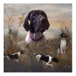 German Shorthaired Pointer, Deutsch Kurzhaar Tapes Acrylic Print