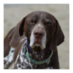 German Shorthaired Pointer Dog Poster