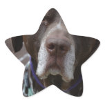 German Shorthaired Pointer Dog Star Sticker