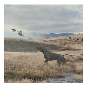 German Shorthaired Pointer hunt quail , Art    Poster