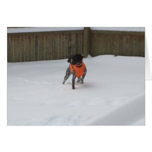 German Shorthaired Pointer in the Snow