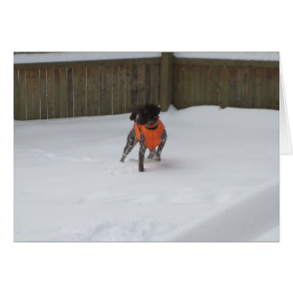 German Shorthaired Pointer in the Snow Cards