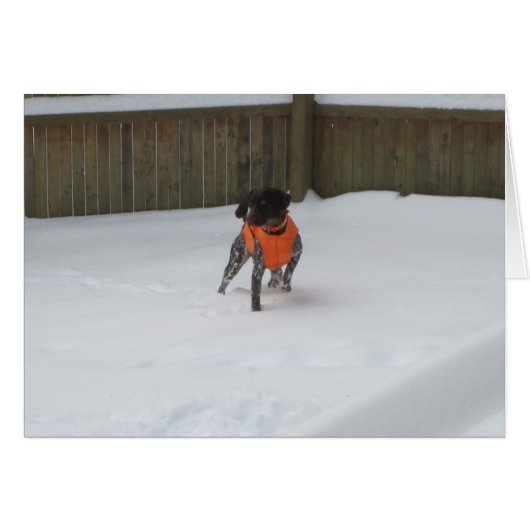 German Shorthaired Pointer in the Snow Cards (Front Horizontal)