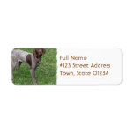 German Shorthaired Pointer Mailing Label