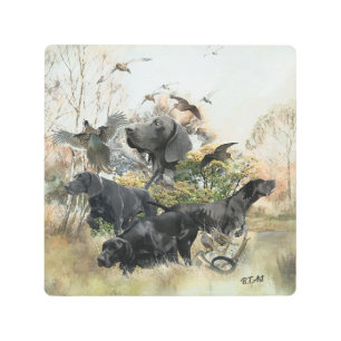 German Shorthaired pointer   Metal Print