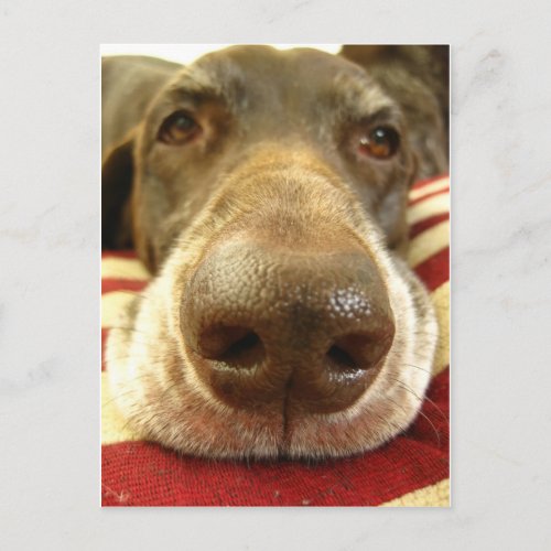 german shorthaired pointer nose postcard