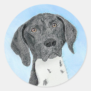 german shorthaired doodle