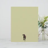 German Shorthaired Pointer Pet-lover (Standing Front)