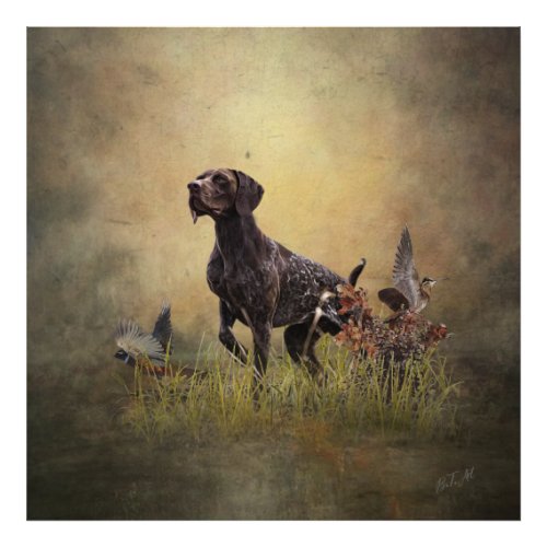 German Shorthaired Pointer    Photo Print