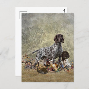 German Shorthaired Pointer    Postcard