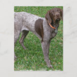 German Shorthaired Pointer Postcard