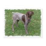 German Shorthaired Pointer Postcard