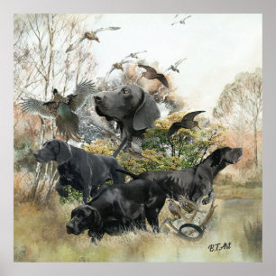 German Shorthaired pointer   Poster