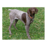 German Shorthaired Pointer Poster