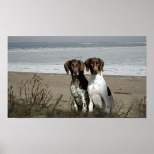 German Shorthaired Pointer Print