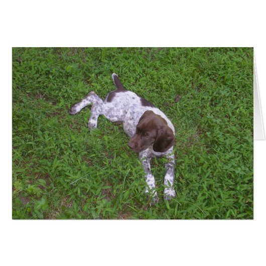 German Shorthaired Pointer Puppy in the Grass Cards (Front Horizontal)