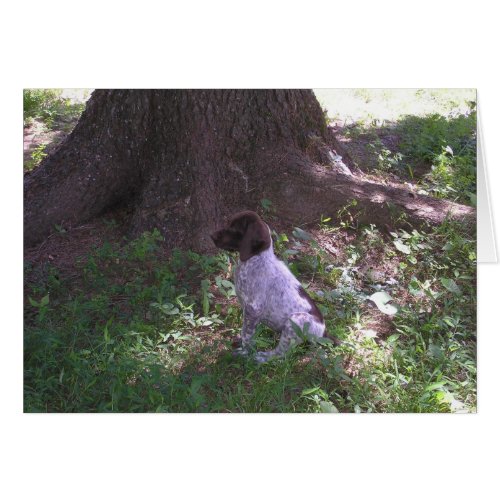 German Shorthaired Pointer Puppy Under a Tree