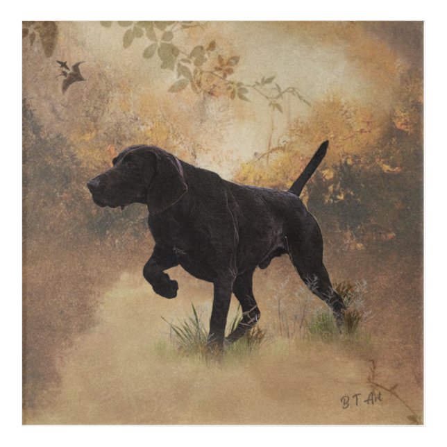 German Shorthaired Pointer ready to hunt Gift Box  Acrylic Print (Front)