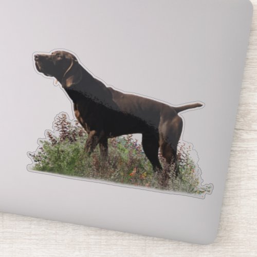 German Shorthaired pointer  sticker