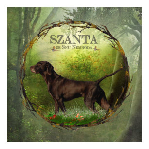 German Shorthaired Pointer ,,SZANTA from Nemrod's Photo Print