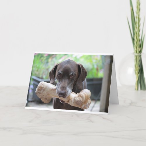 German shorthaired pointer with bone card