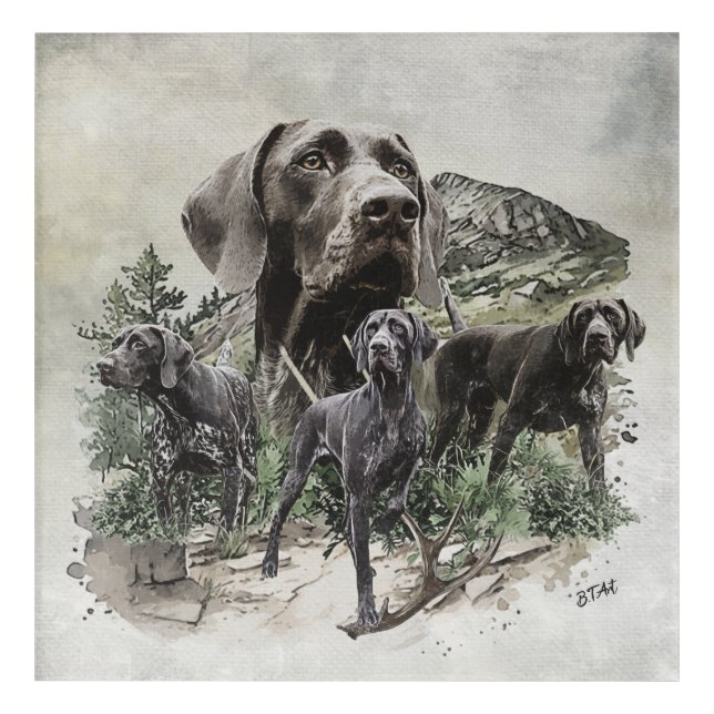 German Shorthaired Pointers  Acrylic Print (Front)