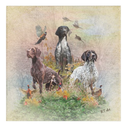 German Shorthaired Pointers GSP a hunting pheas Acrylic Print