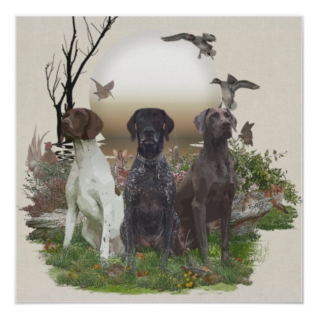 German Shorthaired Pointers (GSP), a hunting pheas Poster (Front)