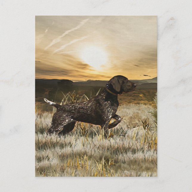 German Shorthaired Pointers (GSP)  Postcard (Front)