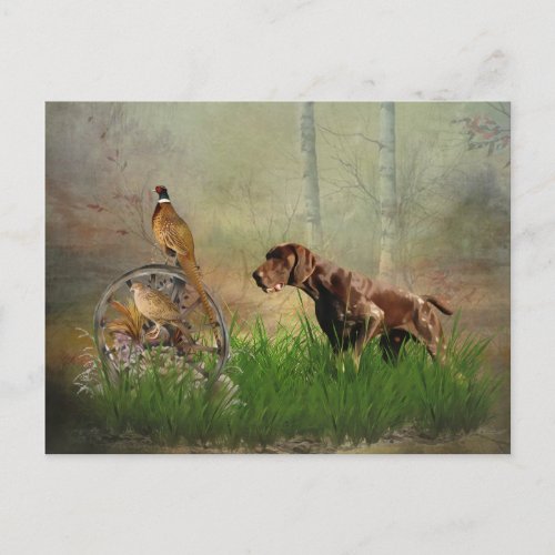 German Shorthaired Pointers GSP    Postcard