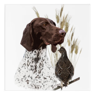 German Shorthaired Pointers (GSP) Postcard Coffee Acrylic Print