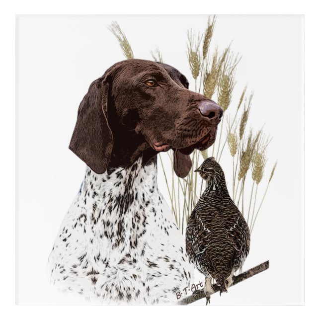 German Shorthaired Pointers (GSP) Postcard Coffee  Acrylic Print (Front)