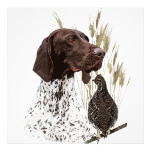 German Shorthaired Pointers (GSP) Postcard Coffee Photo Print