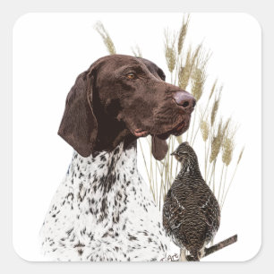 German Shorthaired Pointers (GSP) Postcard Coffee Square Sticker