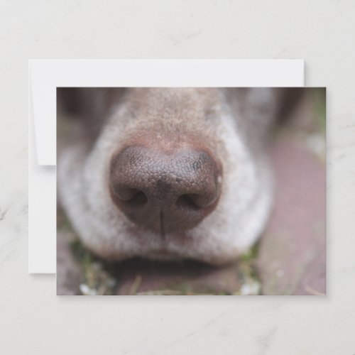 German shorthaired pointers nose