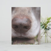 German shorthaired pointers nose (Standing Front)