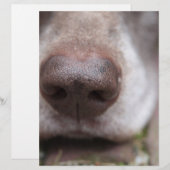 German shorthaired pointers nose (Front/Back)