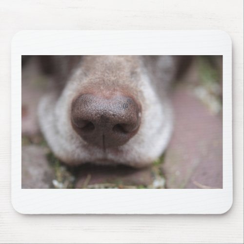 German shorthaired pointers nose mouse pad
