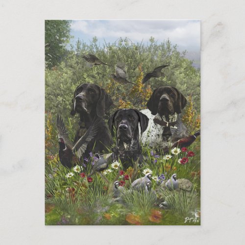 German Shorthaired Pointers   Postcard