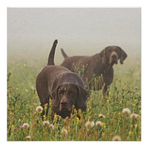 German Shorthaired Pointers Poster